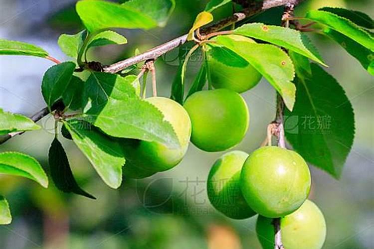 李子苗一年需要施几次肥呢？