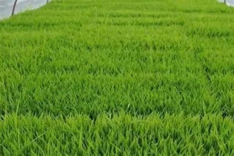 水稻插秧种下去几天可以撒