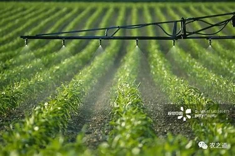 什么叶面肥施加在西瓜苗上好