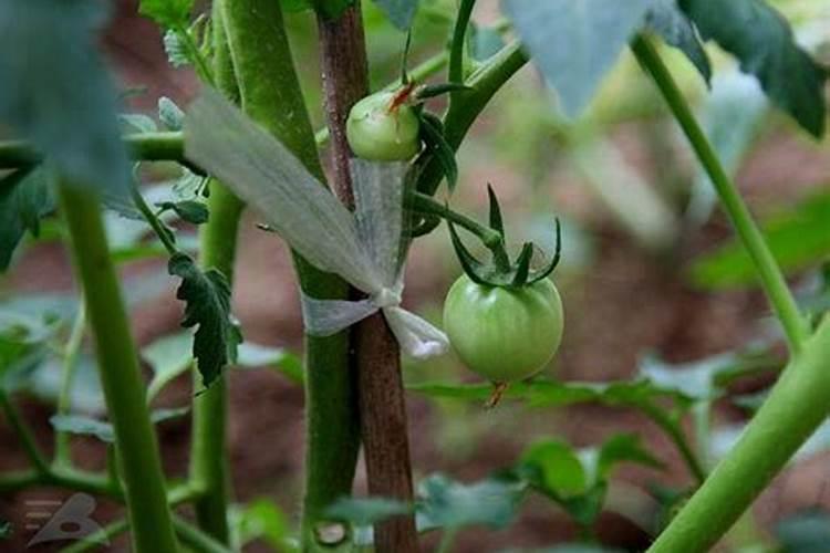 西红柿用什么肥料好