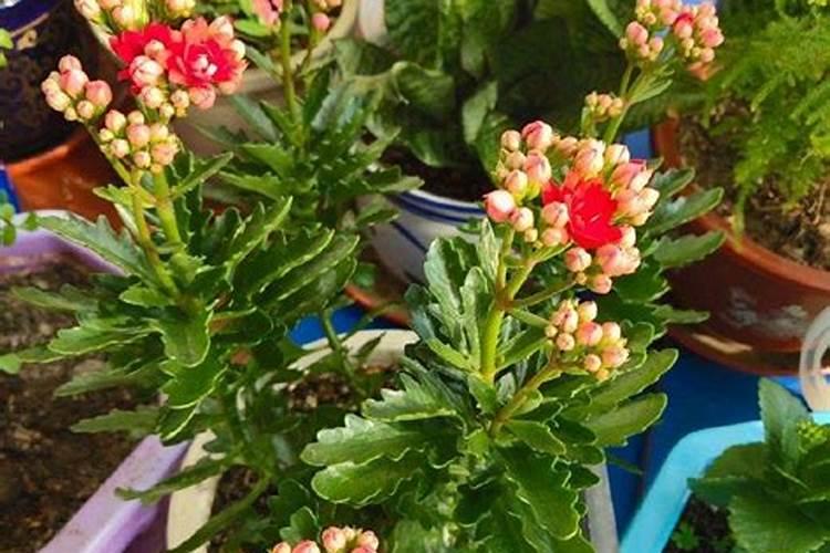 长寿花有花苞了能施肥吗