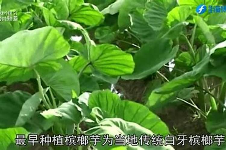 种植槟榔树可以盖地膜吗？