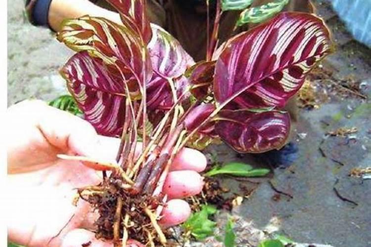 双线竹芋叶子焦边干枯是怎么回事