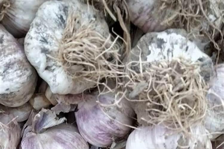 开春大蒜上什么肥料好