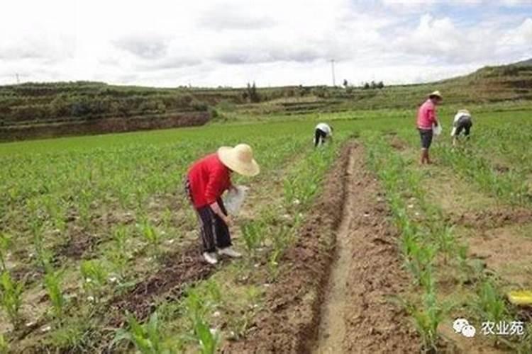 旱稻子种植方法 一起来了解一下
