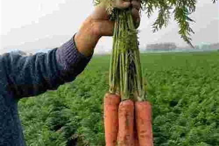 红萝卜上什么肥料好