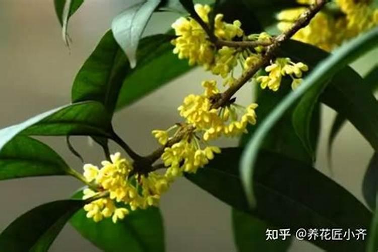 磷酸二氢钾能给桂花叶面施肥吗？有哪位花友知能说一下好吗？谢谢了