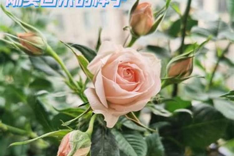 月季开花期间怎么施肥