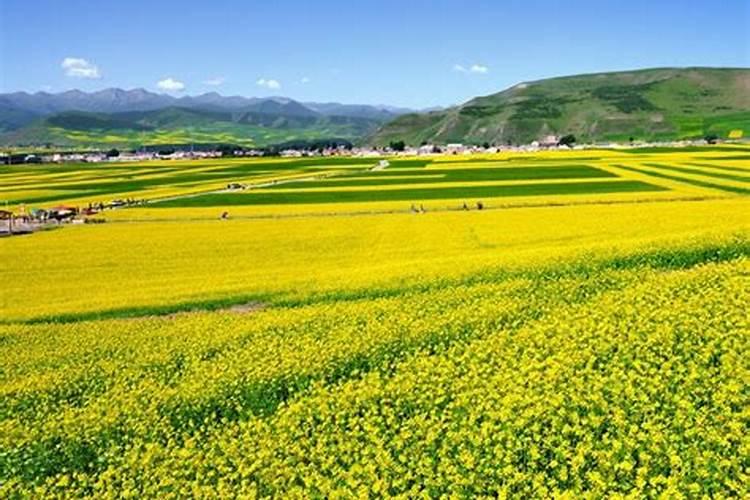 种油菜籽用什么肥料