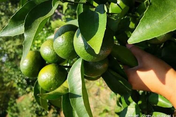 柑橘座果期冲施什么肥料好？柑橘保花保果叶面喷什么好？