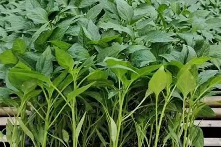 辣椒打啥叶面肥最好