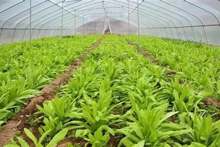 用花生麸怎么种菜