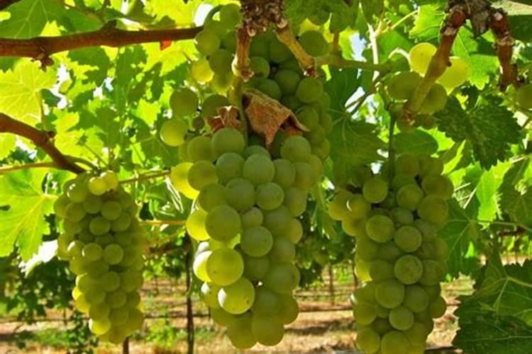 葡萄施肥时间和方法有哪些？？？