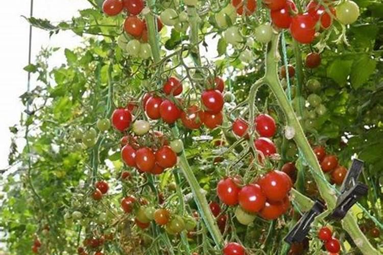 小番茄施什么肥最好