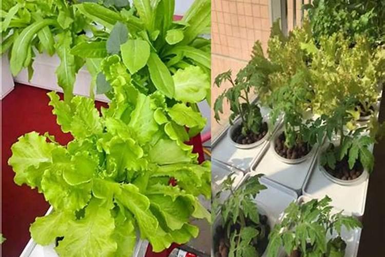 植物需要的水培肥怎么制作？