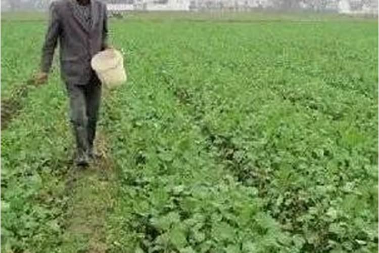 芭芭农场多少肥料可以种完一棵树