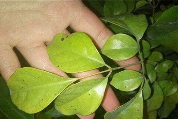 请问老师架豆上了什么病