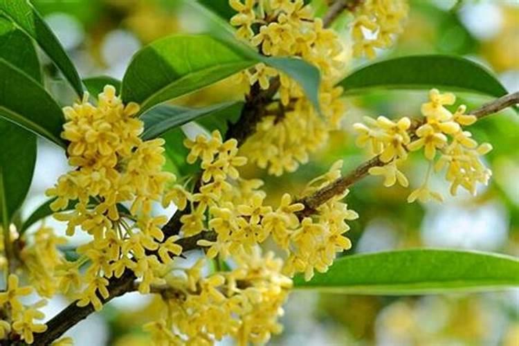 桂花树枝叶少用什么叶面肥能让枝叶茂盛