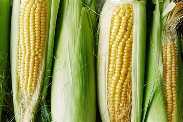 玉米氮肥过多的危害,附各个阶段的需肥量