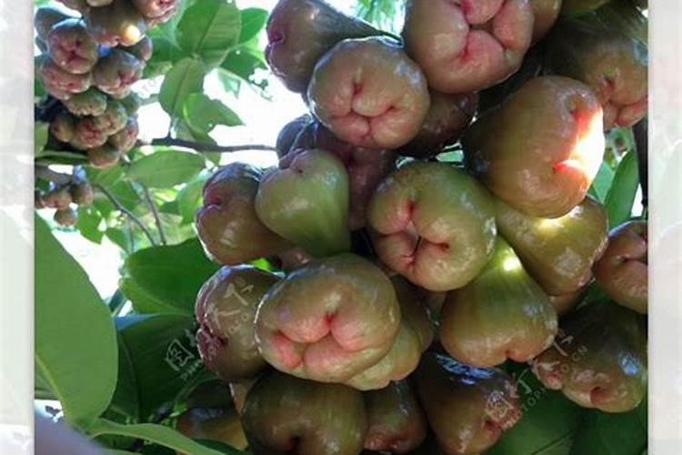 莲雾怎么种植,莲雾的种植方法