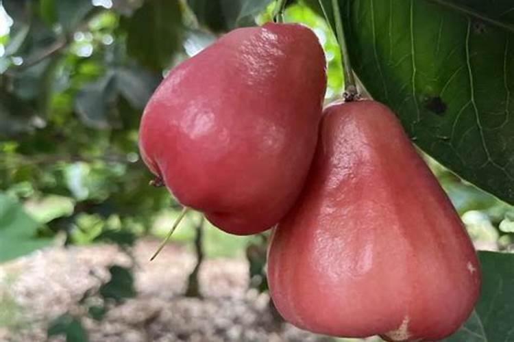 黑金刚莲雾施什么甲肥好？