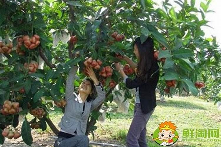 莲雾种植怎么抗寒