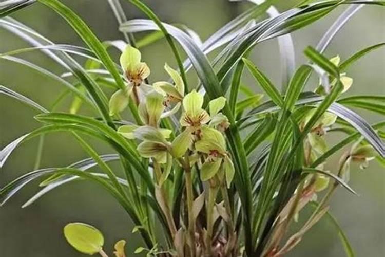 西兰花怎么时候追肥