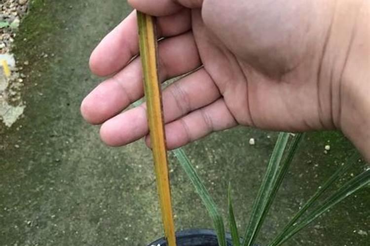 兰花枯叶怎么办