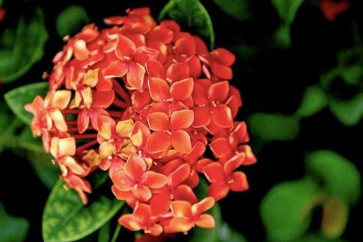 龙船花施什么肥最好