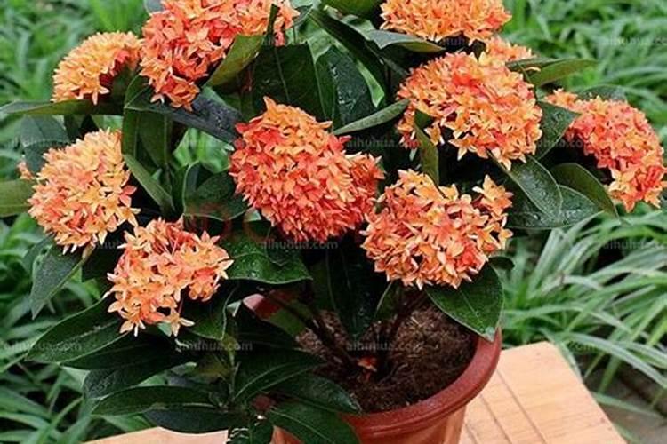 龙舟花最好的肥料是什么？