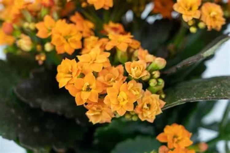 啤酒浇花的正确方法