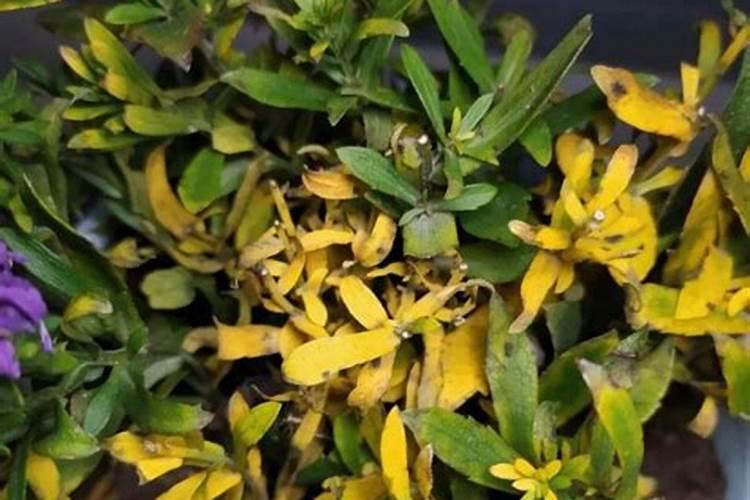 花的叶子发黄施什么肥