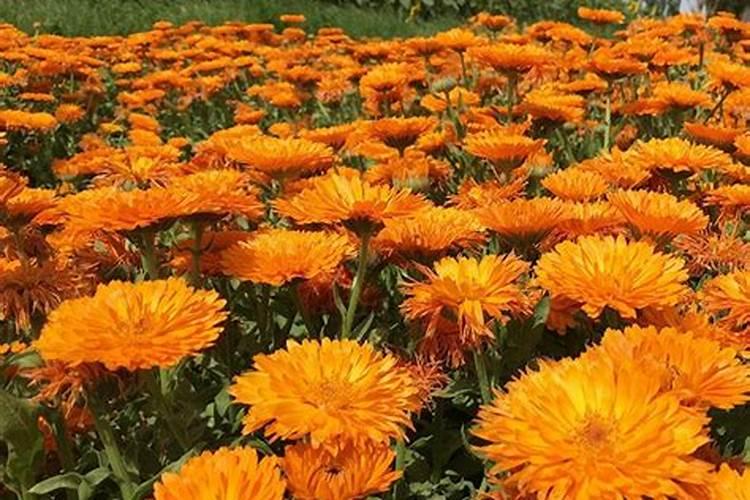 金盏菊种子种植方法和时间,金盏菊几月份栽培比较好