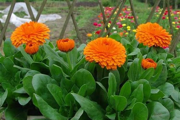 金盏菊种子种植方法和时间,金盏菊几月份栽培比较好