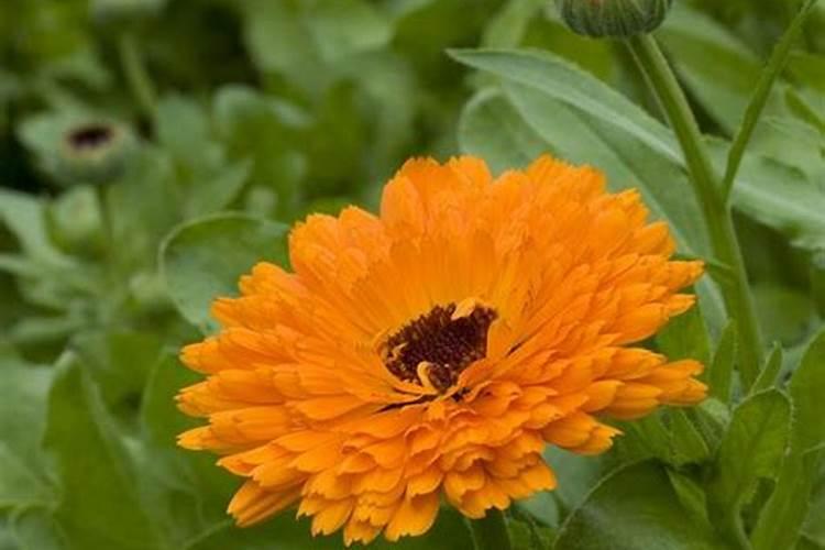 金盏菊幼苗类型为+子叶出土还是子叶留土？