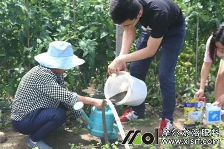 水溶肥下雨天施肥好吗