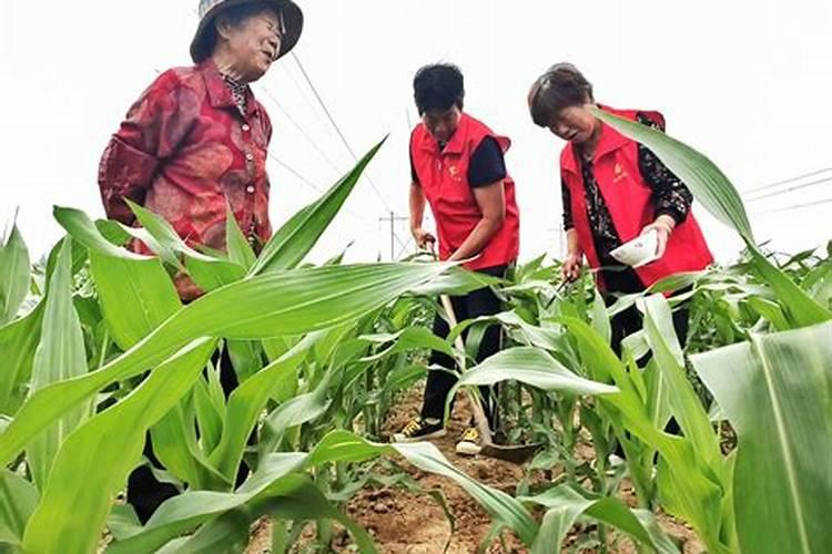 硫酸镁可以做肥料吗