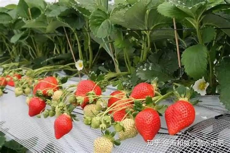 果树柑橘花前要追肥吗？柑橘花前追施什么肥料好？追肥要注意什么？