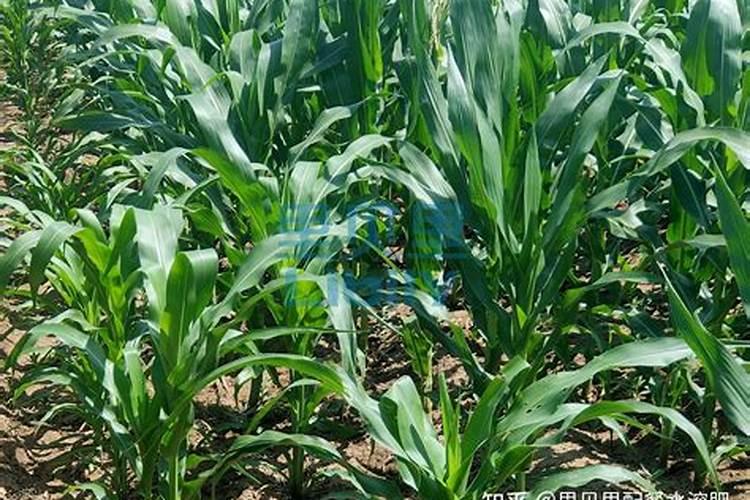 玉米喷叶面肥还是最肥好