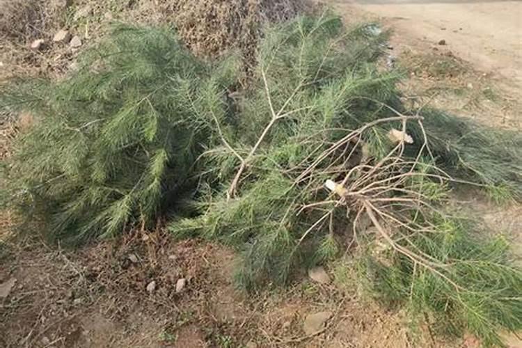 磷酸二氢钾多久用一次