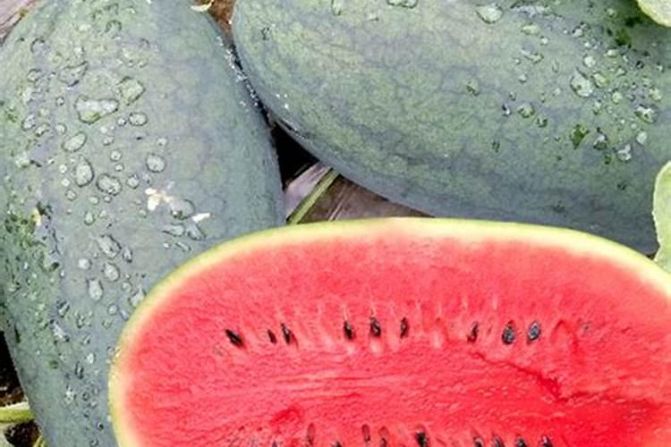戴妃西瓜品种简介