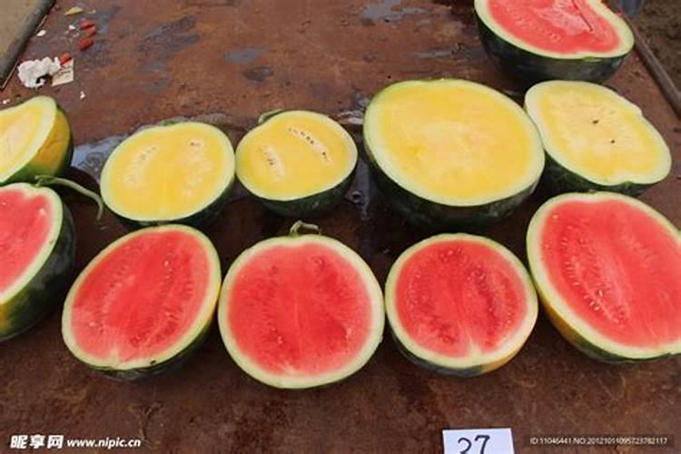 东北地雷西瓜主产区