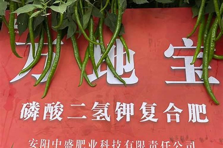 杜鹃花叶面施肥磷酸二氢钾多长时间施一次