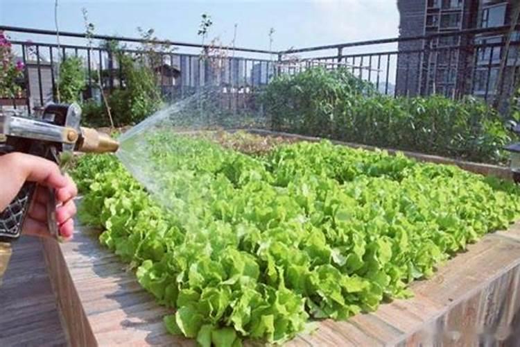 磷肥种菜的使用方法