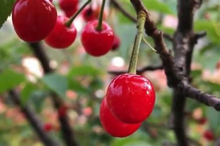 菜花发红色怎么回事