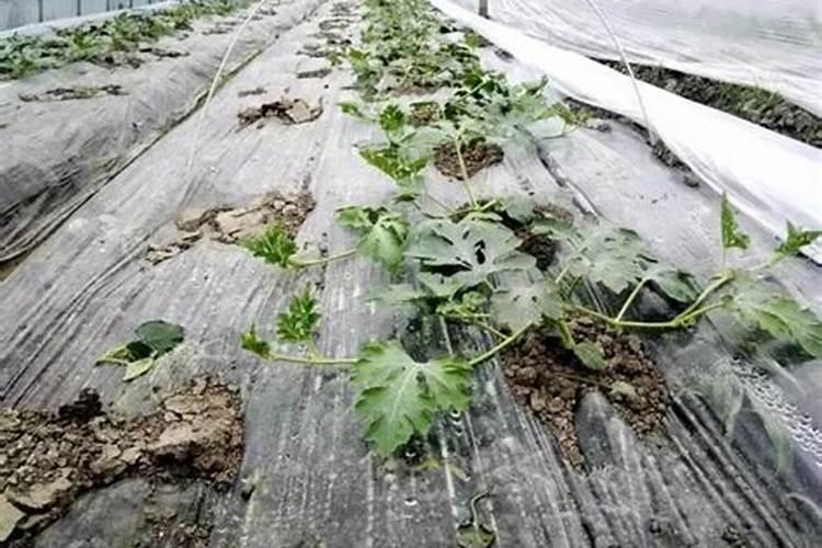 西瓜伸蔓期都接瓜了需要追什么肥