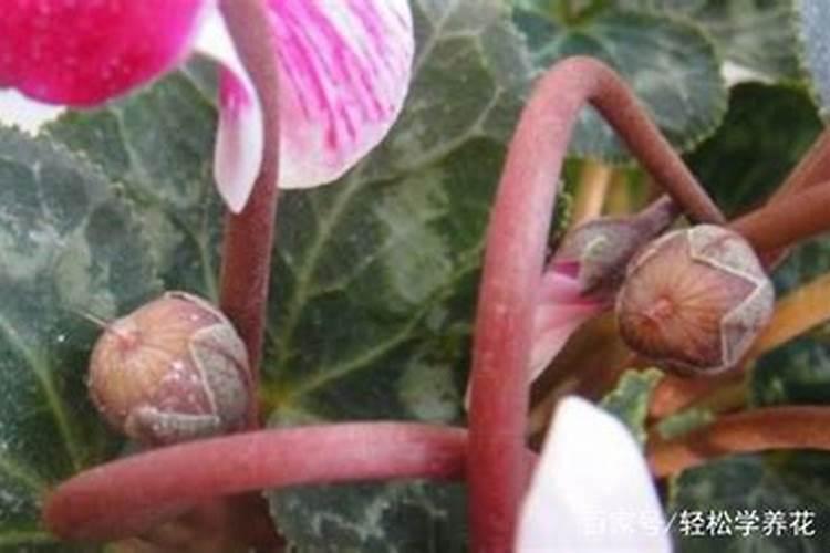 仙客来花期怎么施肥