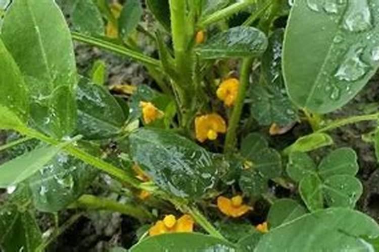 农民种花生,这几种肥料方法用对了,才能更高产