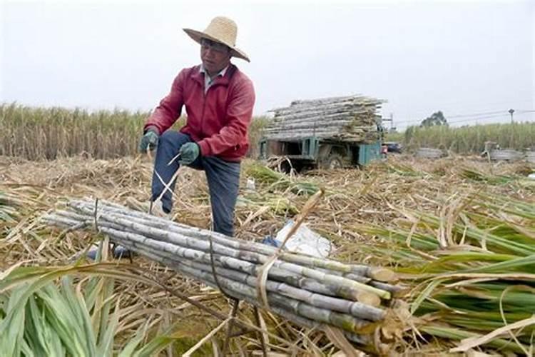 甘蔗后期咋管理
