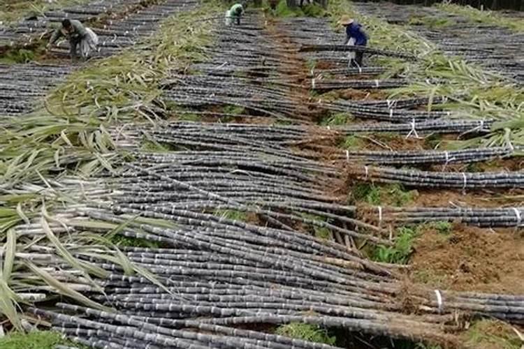 甘蔗防裂最简单的方法